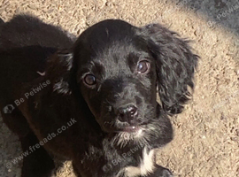 Cocker spaniel pups