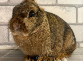 Netherland Dwarf Agouti female