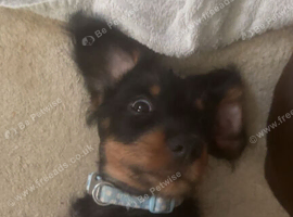 6 month old dachsund