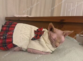 Beautiful female Sphynx cat
