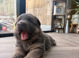 Blue & Tan GSD