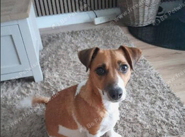 Puppies for sale