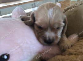 Cocker spaniel beautiful puppies