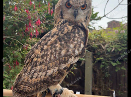 Beagle Owl