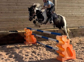 13.2hh 11 year old mare
