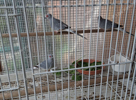 Diamond Doves