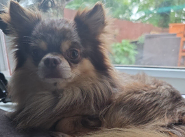 Dwkc registered chocolate merle chihuahua