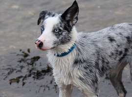Border collie puppie