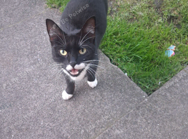 Black and white kitten boy for sale