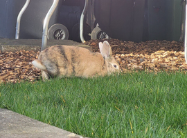 2 Mixed Breed Rabbits + Hutch and Small Run -