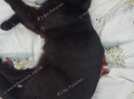 Rehome urgently