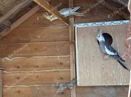 cockatiels