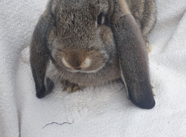 Giant French lop