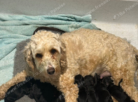 Beautiful F2 Cockapoo Puppies