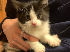 Kittens 4 available