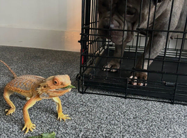 Bearded dragon for sale