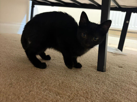 2 female kittens