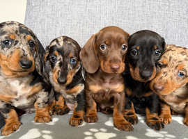 Miniature dachshund puppies