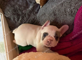 Cavapoo Puppies For Sale Beautiful Matured Litter