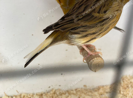 Pairs Canary