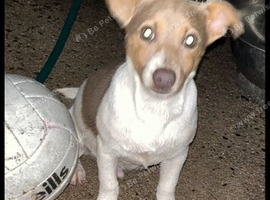Beautiful miniature jack Russell pup for sale