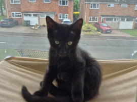 British short hair cross Norwegian forest cat