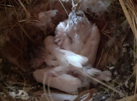 2 pure white baby zebs ready now