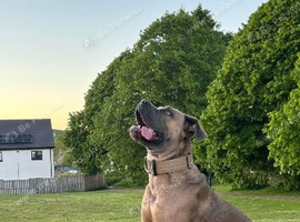 Cane corso