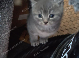 Two Adorable Kittens Looking for Loving Homes!
