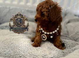 5-star licensed ESPONJOSO Exclusive Half Asian Toy Poodles DWKC registered