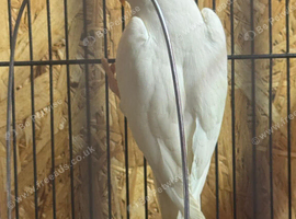 White Ringneck Parrot