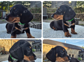**READY * LAST BOY ** PRA CLEAR MINIATURE DACHSHUND