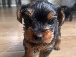Yorkshire terrier puppy girls
