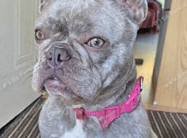 Beautiful frenchy girl