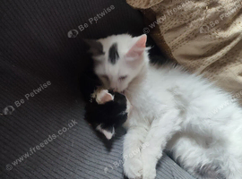Kittens for sale Walsall