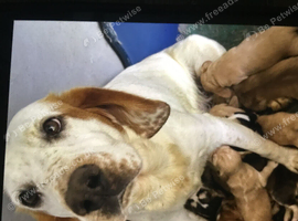 Adorable well socialised Chunky , Strong Cockador pups
