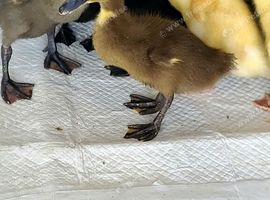 ☆ beautiful ducklings left ☆