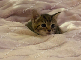 Kittens