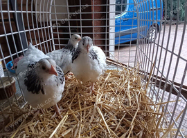 Three lovely female light Sussex bantam 3 months  old