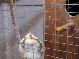 pied cream blue kakariki pair