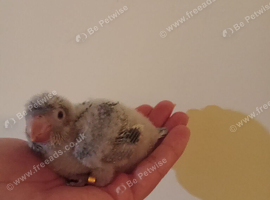 Hand rearing blue Baby quaker