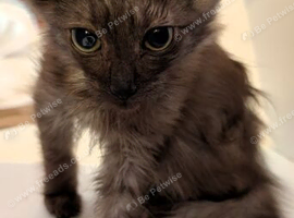 Three gorgeous kittens ragdoll cross Norwegian forest cat