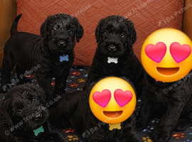 Giant schnauzer puppy's