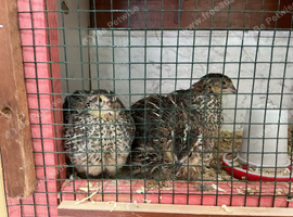 Jumbo quail Egyptian