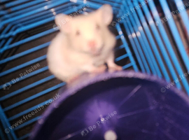 Tamed hamsters