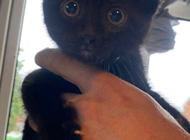 Three kittens looking for their forever homes