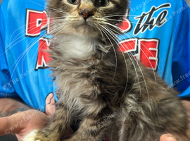 Maine Coon Girls. Polydactyl/Non Poly