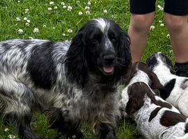 Cocker spaniel puppies
