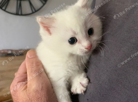 Gorgeous White Kitten