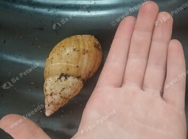 Giant african land snails for sale